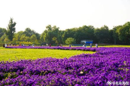 北京海淀这里，“藏”着一片紫色花海！