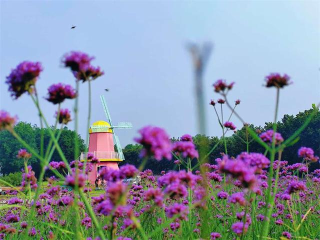 围炉煮茶赏花海！国庆来这处景区疯玩吧