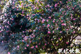 南京情侣园山茶花盛放，浪漫满园图片