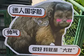 网红“大壮”生病了！合肥野生动物园情况通报图片