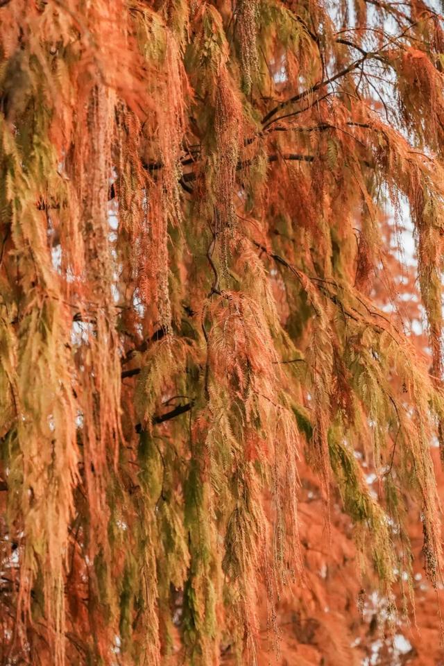 里水落羽杉红了！这些打卡点最出片→