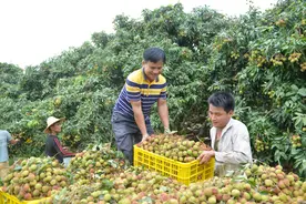 廉江荔枝产业升级：多措并举打造区域品牌新标杆图片
