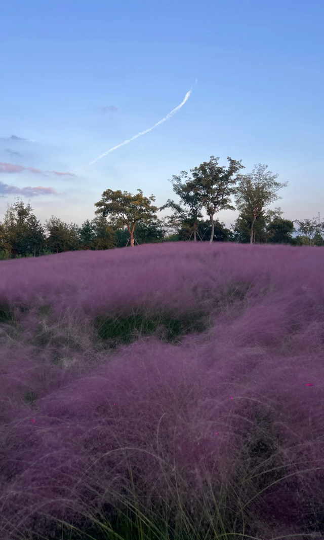 上海竟然藏了一片长满粉黛与芦苇的免费小众仙境！还有水杉渐红→
