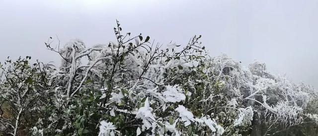 零下3℃的浪漫 融水雾凇等你来打卡