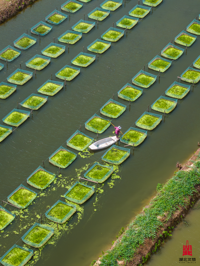 宝藏仙桃，太“鲜”啦！（采风招募）