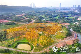 南宁青秀山“风铃”唤春，黄花风铃木摇曳生姿图片