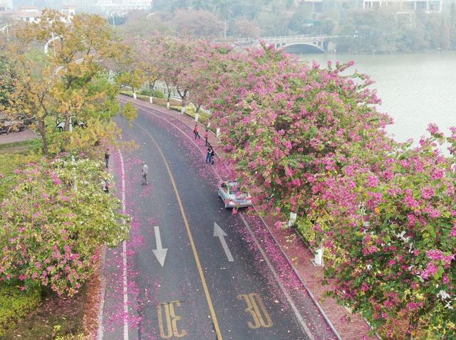 码住！肇庆这些秋冬花景即将上线，打卡别错过！