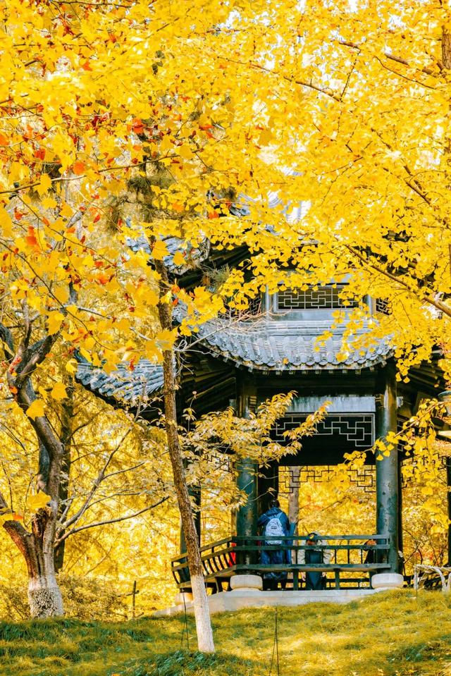 在江汉，听见公园里的秋色私语