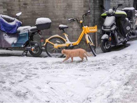 北京号最精彩｜雪映京城！各区绝美雪景宛若水墨长卷