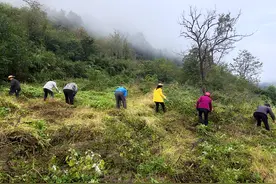 竹山县上庸镇：秋冬茶园管护忙 春夏茶香飘上庸图片