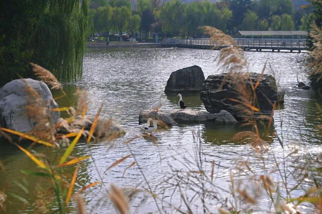 西安冬季观鸟指南 赴一场“飞羽之约”