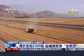 盐碱滩变“金麦田” 石山成“致富山” 戈壁荒山改造 生态效益与经济效益双赢图片