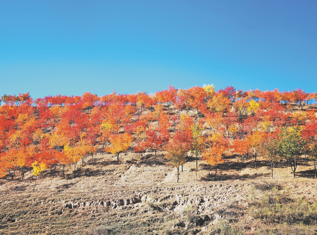 大美陕西 || 塞下秋来风景异