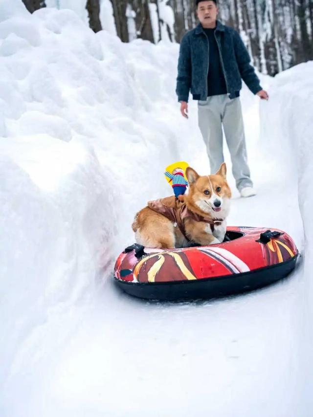 在嵩县找到了现实版「冰雪奇缘」！美到失语的白云山冬日