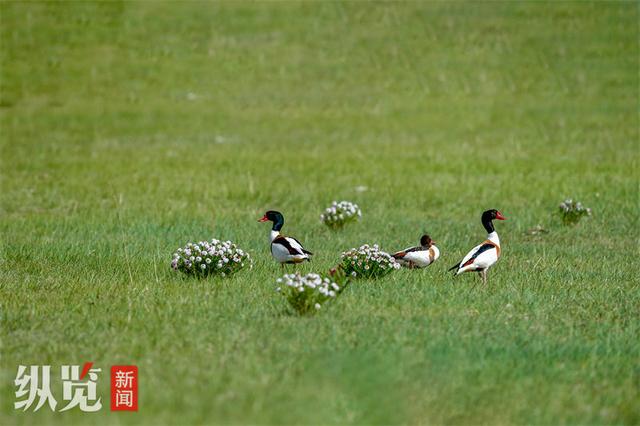 坝上“闪电河”之谜：卫星俯瞰下的九曲回肠与草原水脉传奇