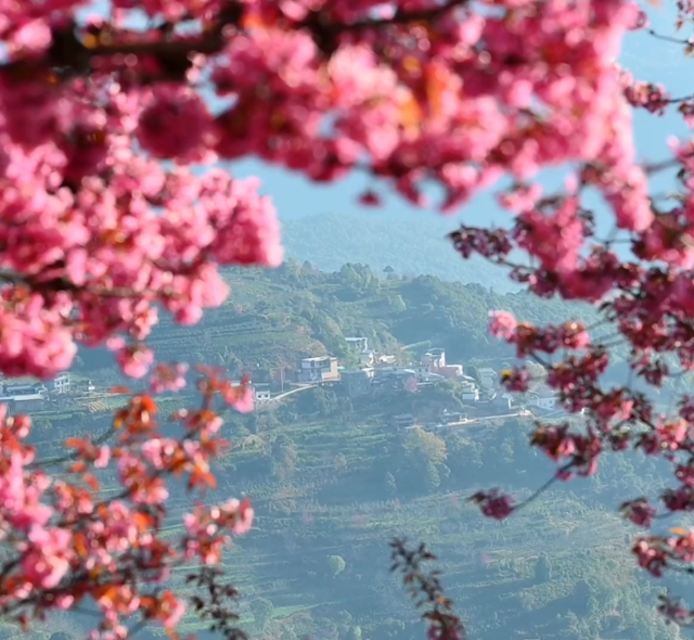 心动预警！大理这份粉色浪漫太治愈了