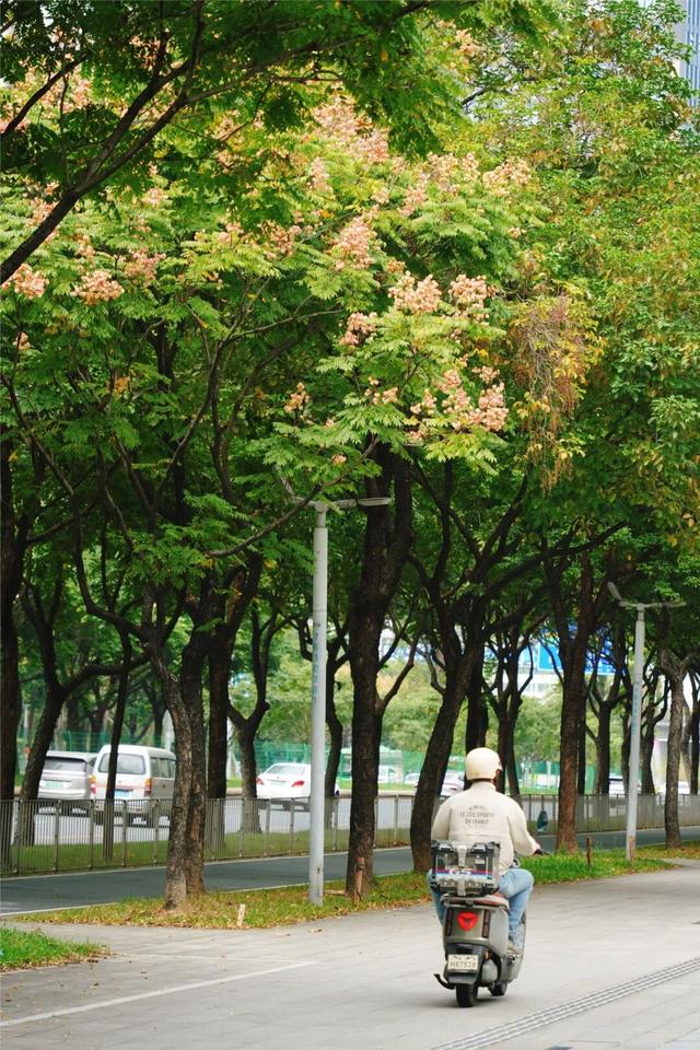 龙华，花海“大爆发”