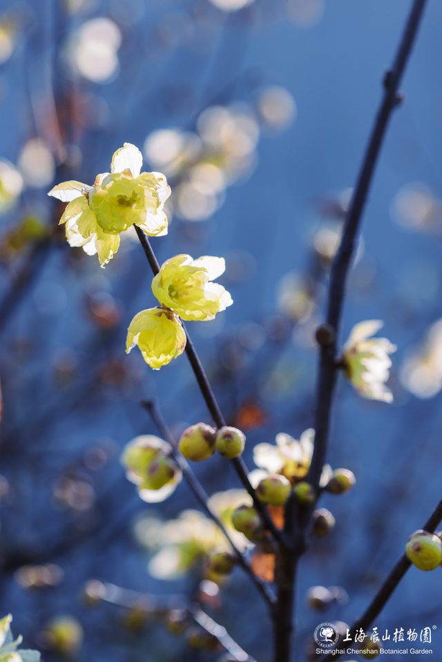 上海“双梅同放”罕见同框，定格双重浪漫
