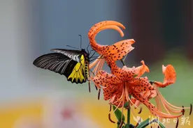 中国最大蝴蝶——金裳凤蝶首秀保康图片