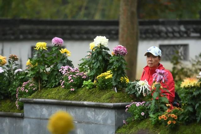 中山秋韵，菊映盛世！南京中山植物园2025金秋菊展清雅启幕