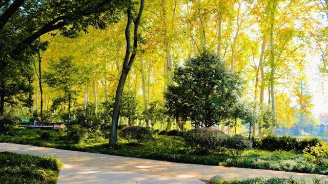 大降温后的秋日大片，来武汉植物园取景！这份小众胶片感机位请收好