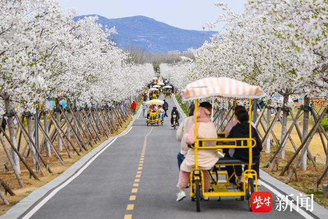 梅染月牙岛 湿地漾春光 连云港月牙岛湿地踏春赏梅正当时