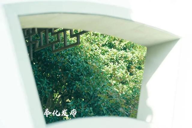 开了开了！奉化的秋天，真࿐香࿐啊࿐