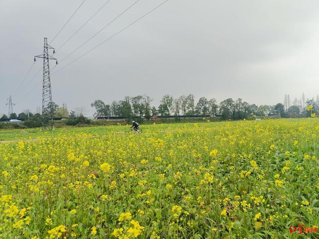 成都绕城绿道油菜花开了，可持续赏花到4月！