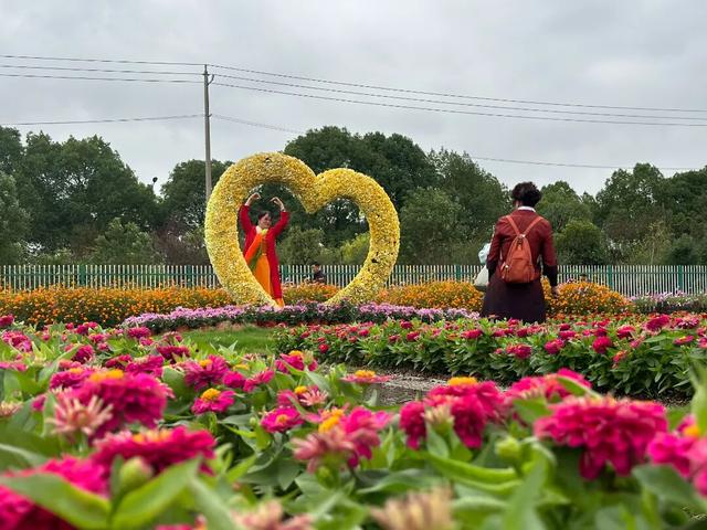 顶流上线，快来湖熟赏菊