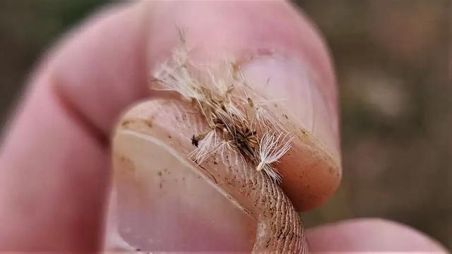 这个原产美国的物种，正疯狂侵占中国的农田、大规模屠杀动植物