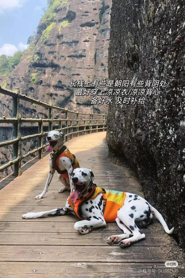 滑板耶耶帅气出街，打卡道家仙山！龙虎山宠物友好景区实锤了，快带上毛孩子来畅玩仙境福地！