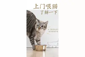 双节特别节目｜上门喂猫 了解一下图片
