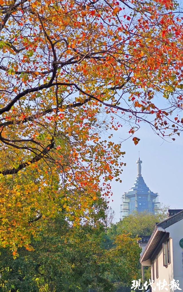 白墙黛瓦映乌桕，南京老门东的秋日中式浪漫美成壁纸