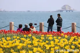 图集｜一边大海，一边花海！在烟台感受“面朝大海，春暖花开”图片
