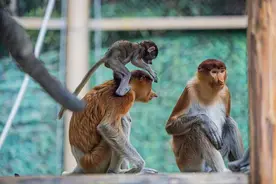 濒危长鼻猴幼崽亮相羊城图片