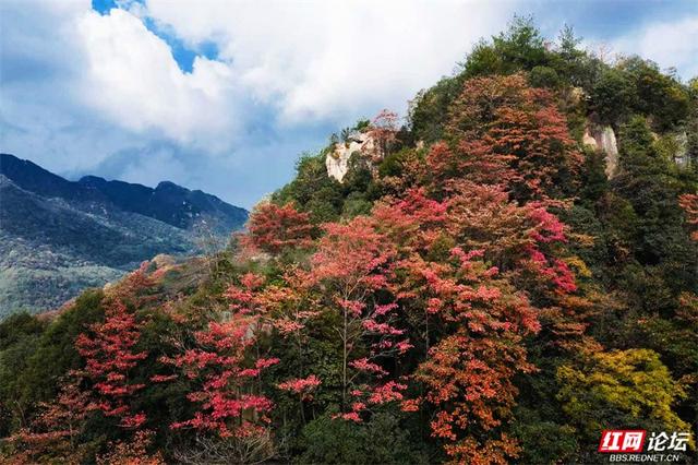 岁暖时刻丨藏在张家界的秘境！四十八寨层林尽染，这斑斓山色谁看了不心动