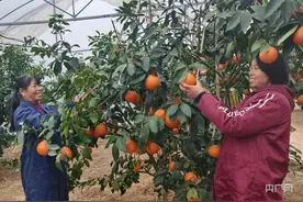 湖南城步：村美民富，绘就苗乡振兴新画卷图片