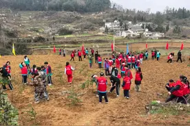 大方县开展义务植树活动，共筑绿色家园图片