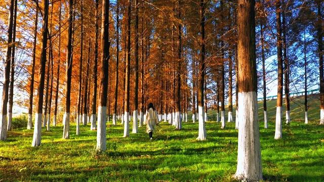 这片“童话森林”，红得如此烂漫！