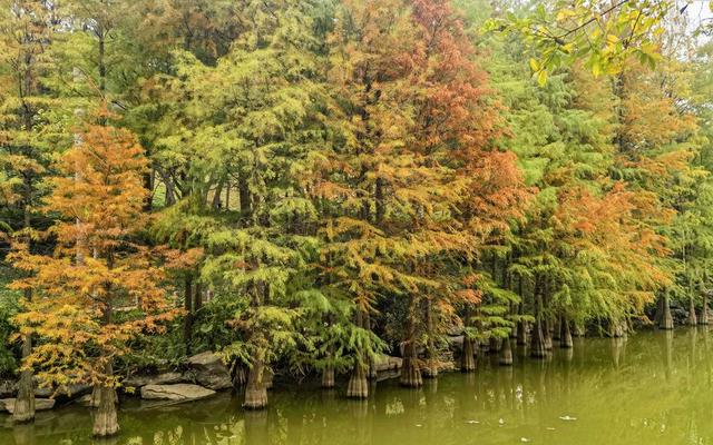 南宁市石门森林公园换上限定 “彩装”