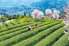春茶飘香图片