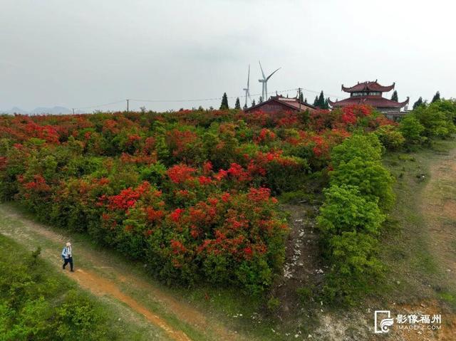姹紫嫣红！福州进入春日高颜值时刻！