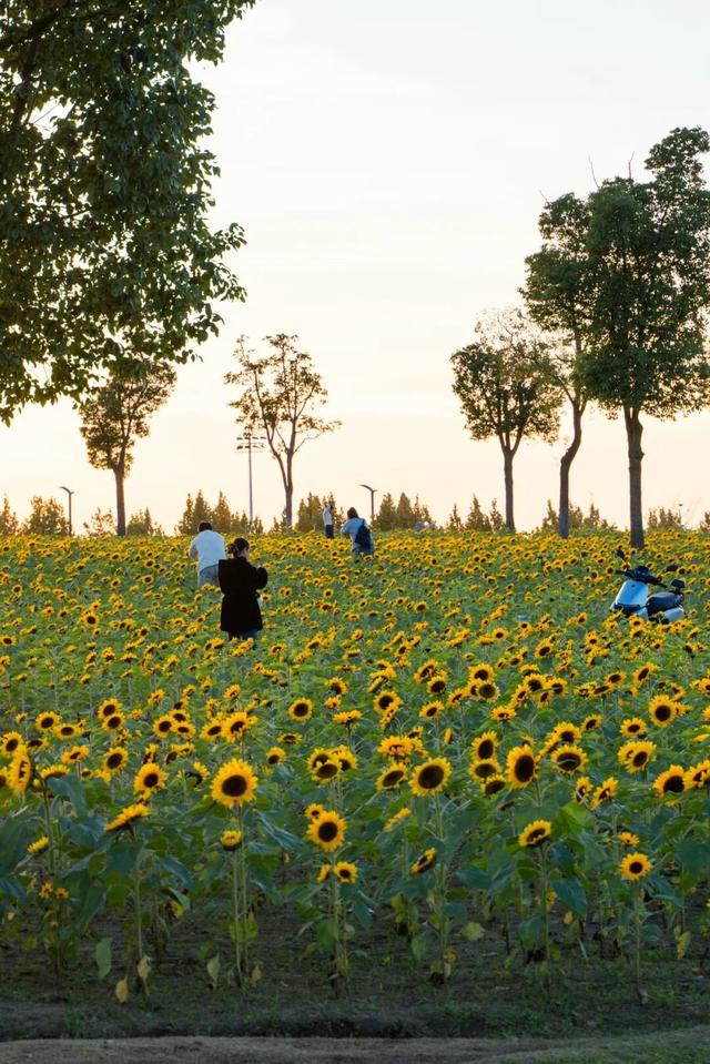 又要火了！南通这片花海，太出片了！赶紧去打卡