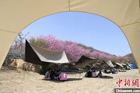 浙江杭州千亩樱花盛开 赏花游带动“春日经济”图片