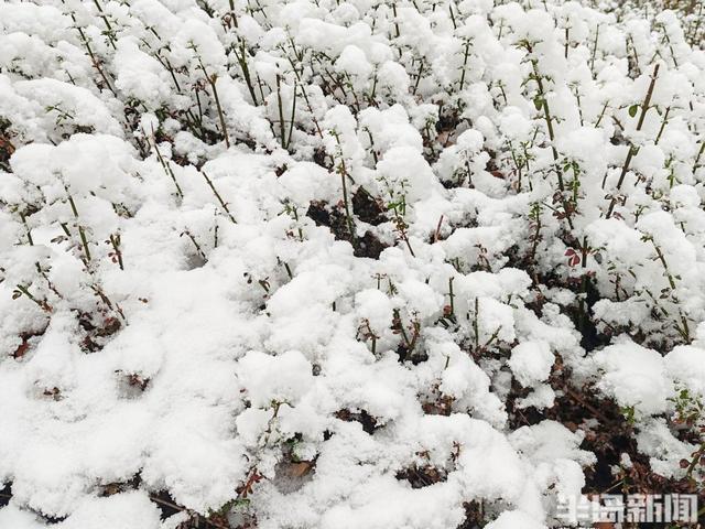 这雪景，简直就是送给青岛人的周末惊喜！