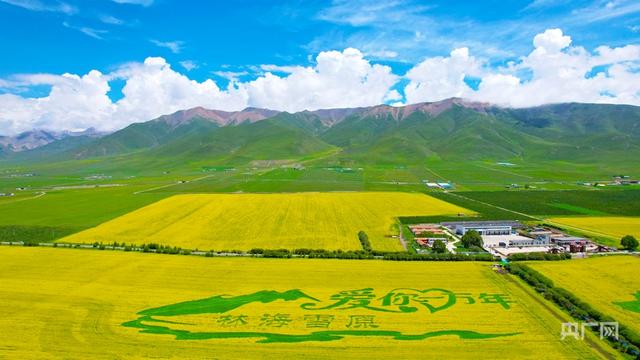 镜头里的青海｜金色的门源油菜花海盛放，成热门打卡地