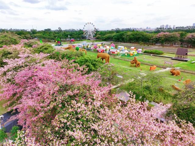 门票免费送！里水百亩花海上新！拍照遛娃圣地→