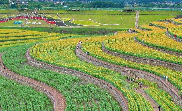 115亩44万株！乐山这处向日葵迎盛花期，国庆免费开放