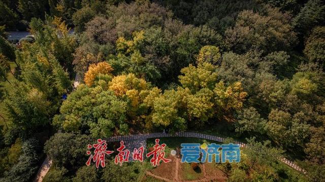 一年四季 泉在济南丨济南森林公园，秋日绘就斑斓盛景