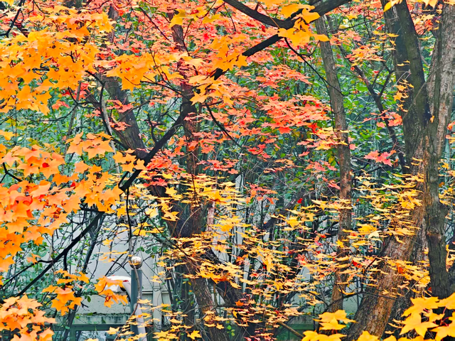 步步皆斑斓，解锁京城秋日诗意